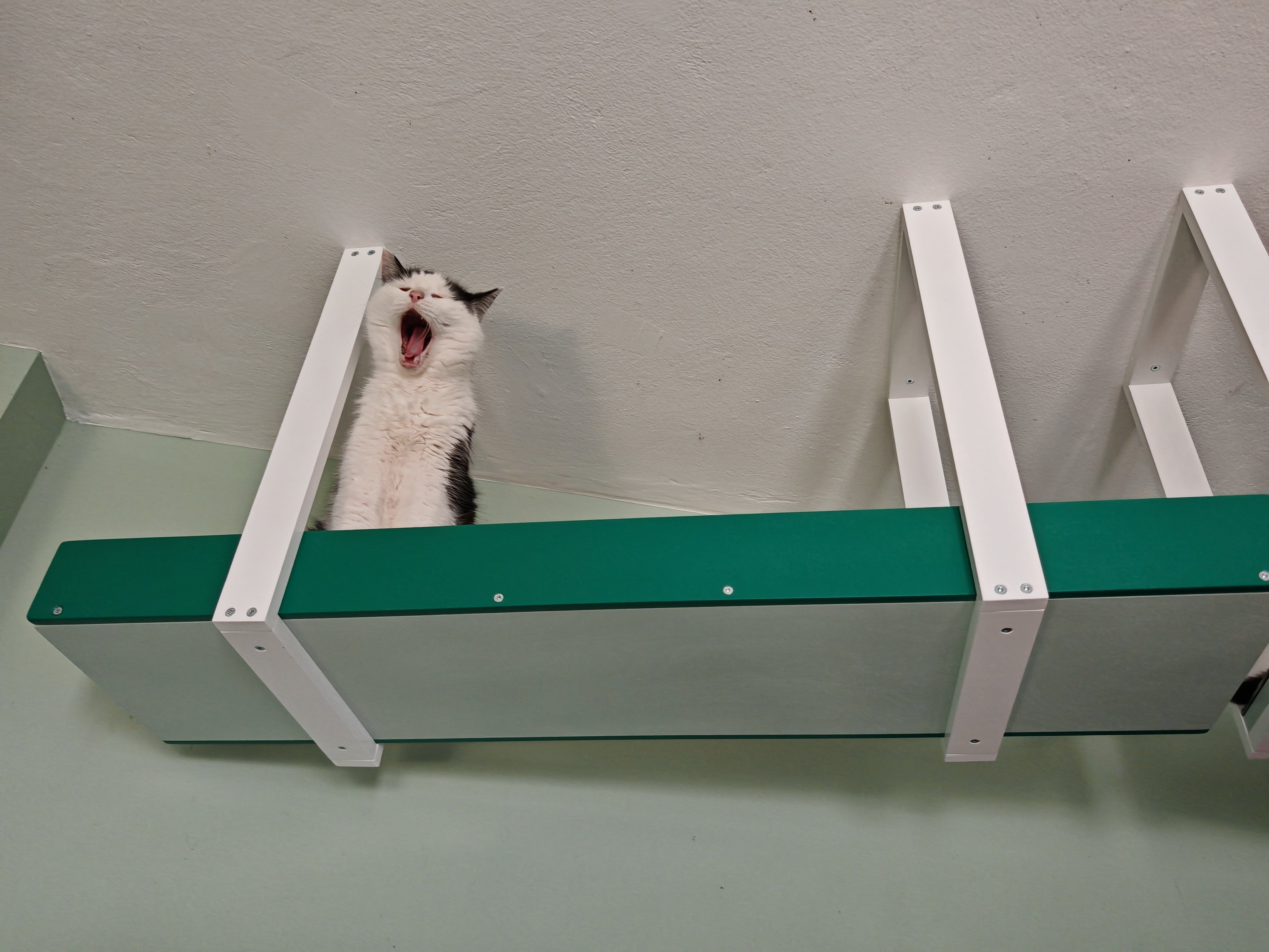 a black and white fluffy cat perching a top of a ceiling mounted cat highway. The cat ceiling platform has white hanging arms,and the pathway is in granite green color with emerald green high railing. The shelf is extra sturdy and can hold multiple cats at once. The height of 50cm is enough for even the biggest of house cats to freely move around. 