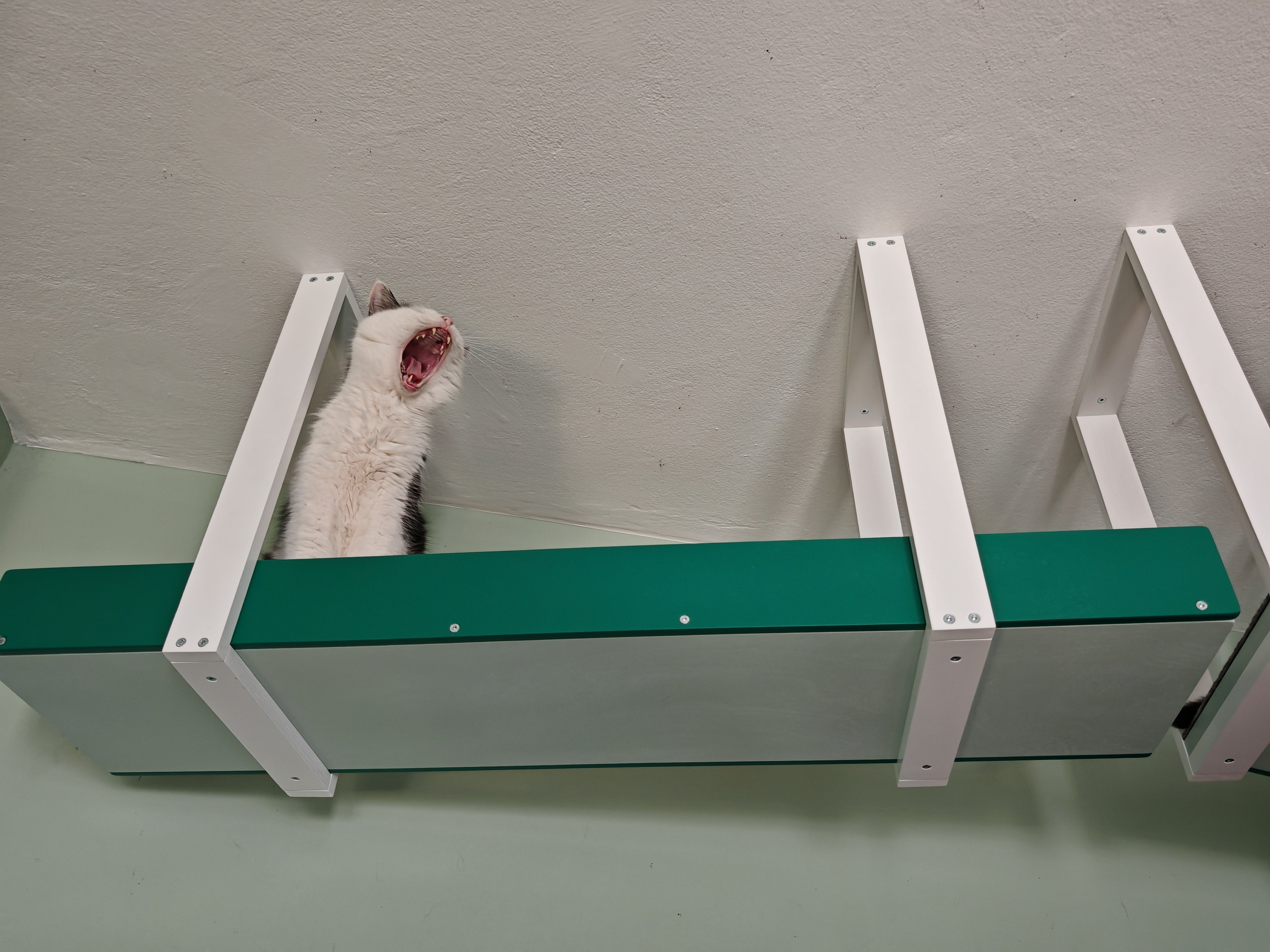 Wally Skyway - ceiling mounted cat shelf, feline highway, walkway