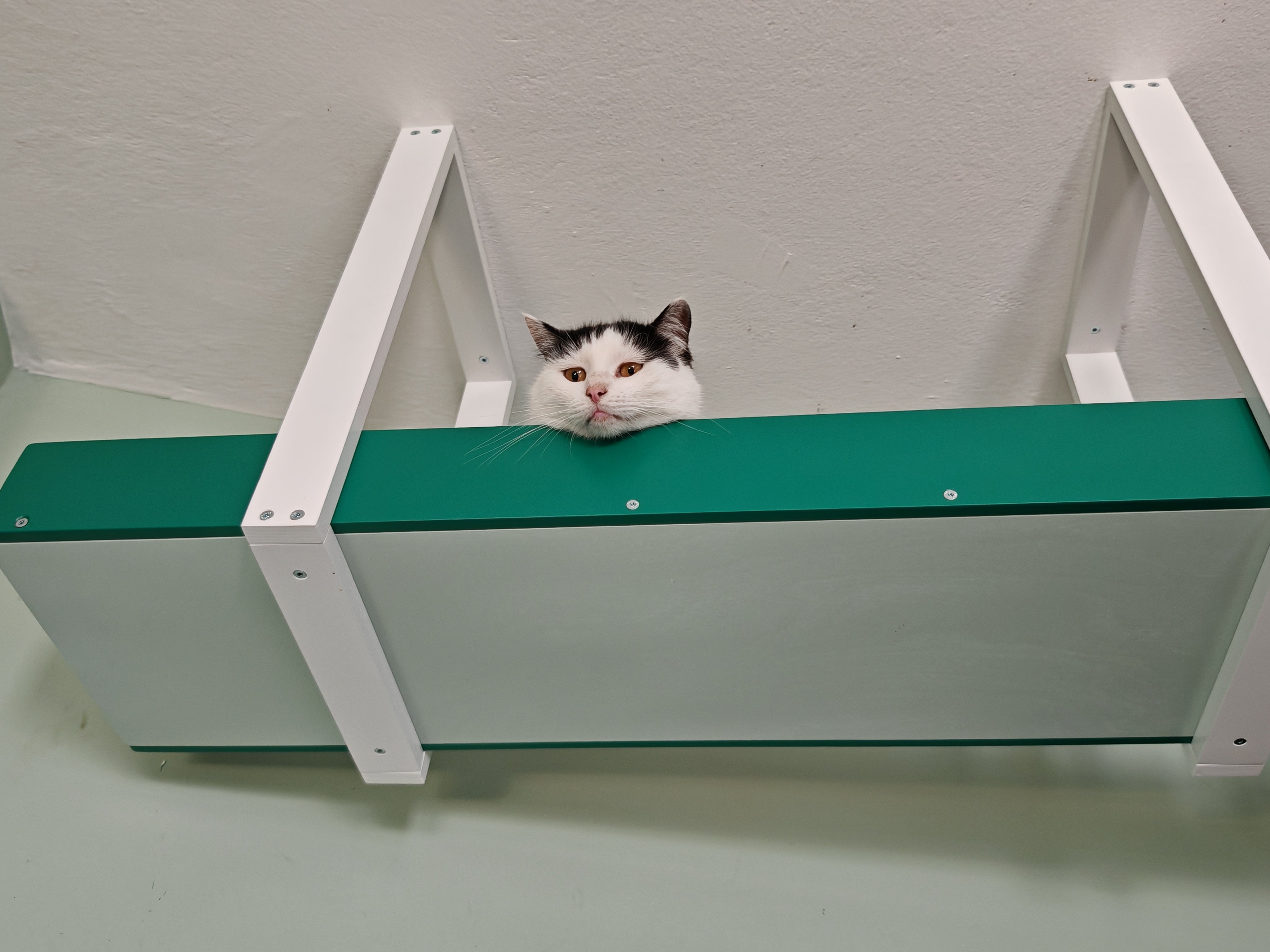 Wally Skyway - ceiling mounted cat shelf, feline highway, walkway