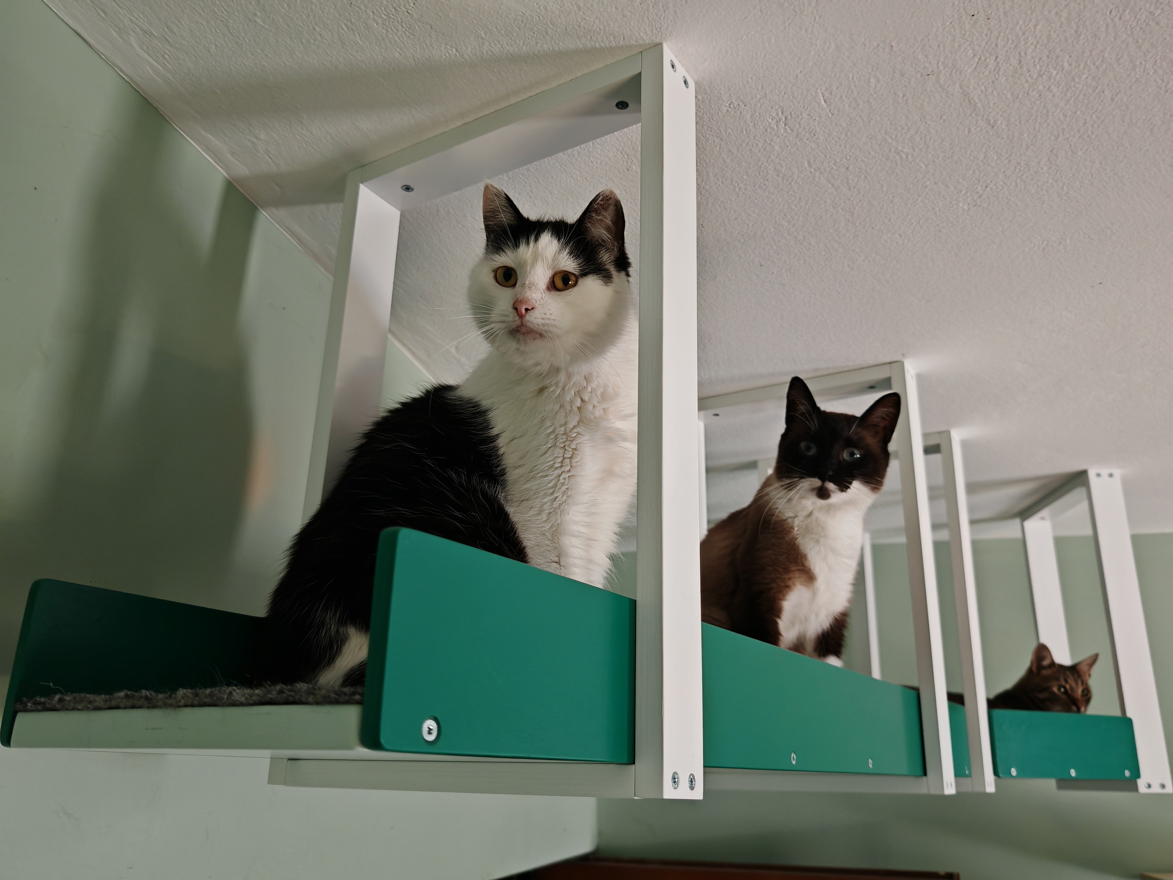 Wally Skyway - ceiling mounted cat shelf, feline highway, walkway