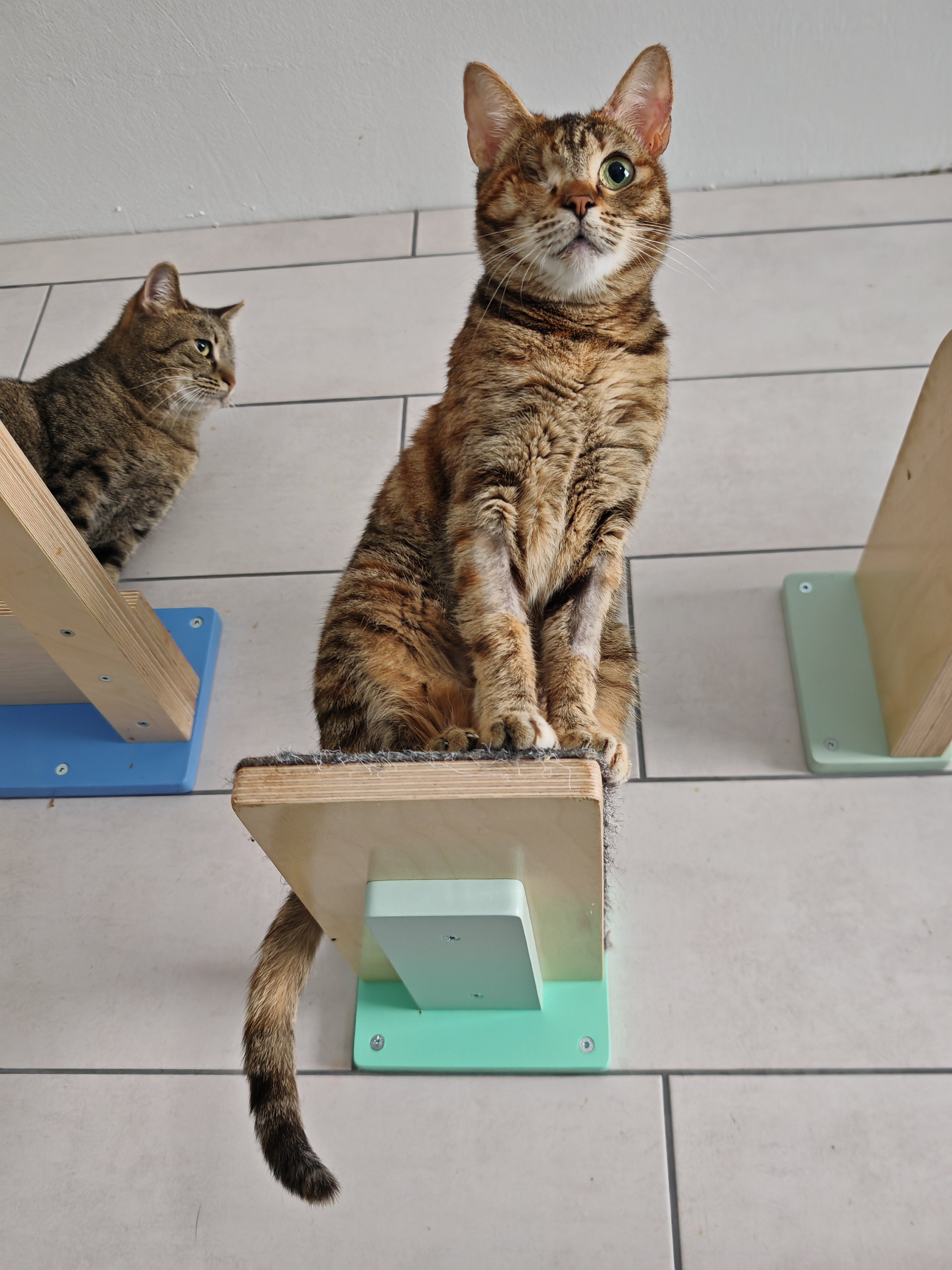 Car Wall Step Shelf - Wally 1-Step - Scratchy Things Premium Pet Furniture