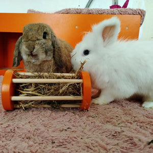 Rabbit Seesaw Toy - Nibbler Cylinder - Scratchy Things Premium Pet Furniture