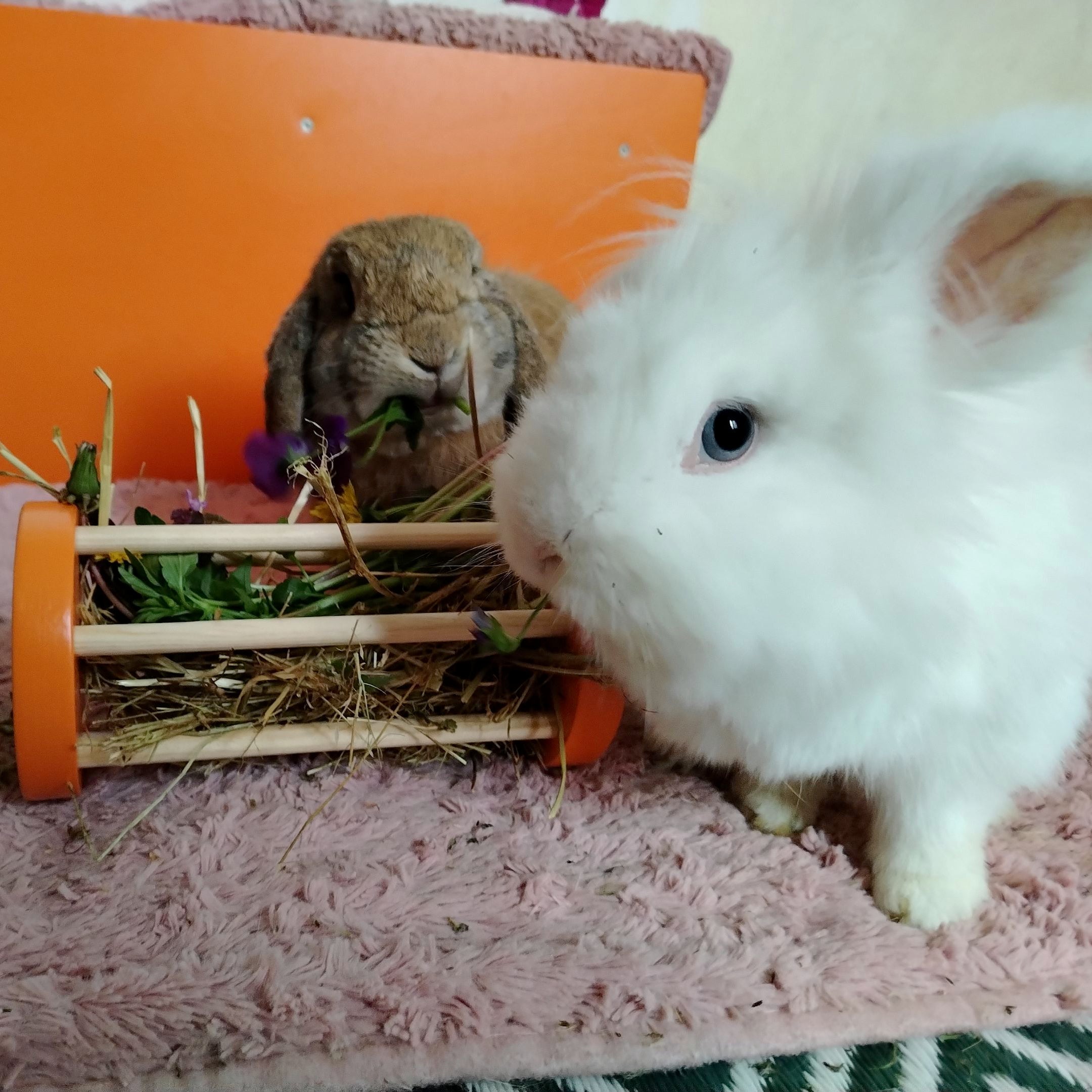 Rabbit Hay Roller, Bunny enrichment foraging toy, hay feeder - Nibbler ...