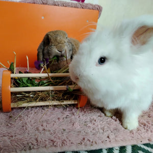 Rabbit Seesaw Toy - Nibbler Cylinder - Scratchy Things Premium Pet Furniture