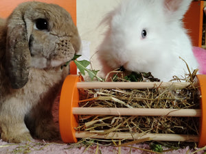 Rabbit Seesaw Toy - Nibbler Cylinder - Scratchy Things Premium Pet Furniture