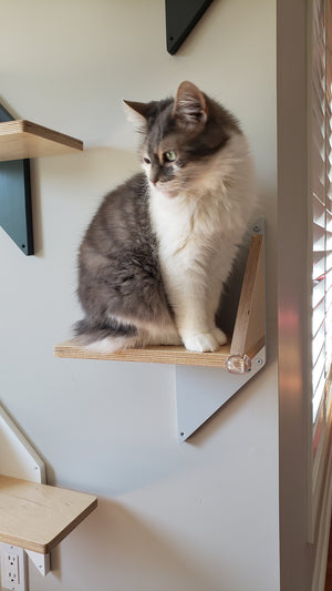 Longhaired kitty sitting on a wall mounted cat step. She is surrounded by other steps of the same design. The shape of the step is unusual. The back mounting accent plate is shaped as a rhomb and there is the main part of shelf attached to it, with a little support triangle. The steps are sleek, unique and have different color back plates. All colors work beautifully with a dust grey wall. 
