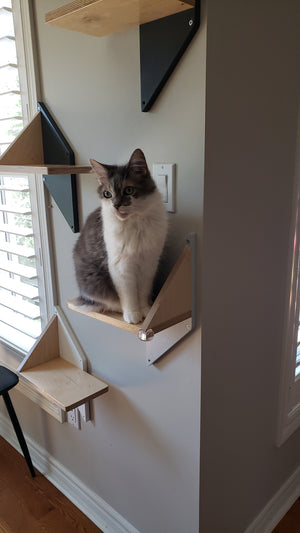 Longhaired cat sitting on a wall mounted cat step. She is surrounded with other steps of the same design. The shape of the step is unusual. The back mounting accent plate is shaped as a rhomb and there is the main part of shelf attached to it, with a little support triangle. The steps are sleek, unique and have different color back plates. All colors work beautifully with a dust grey wall. 
