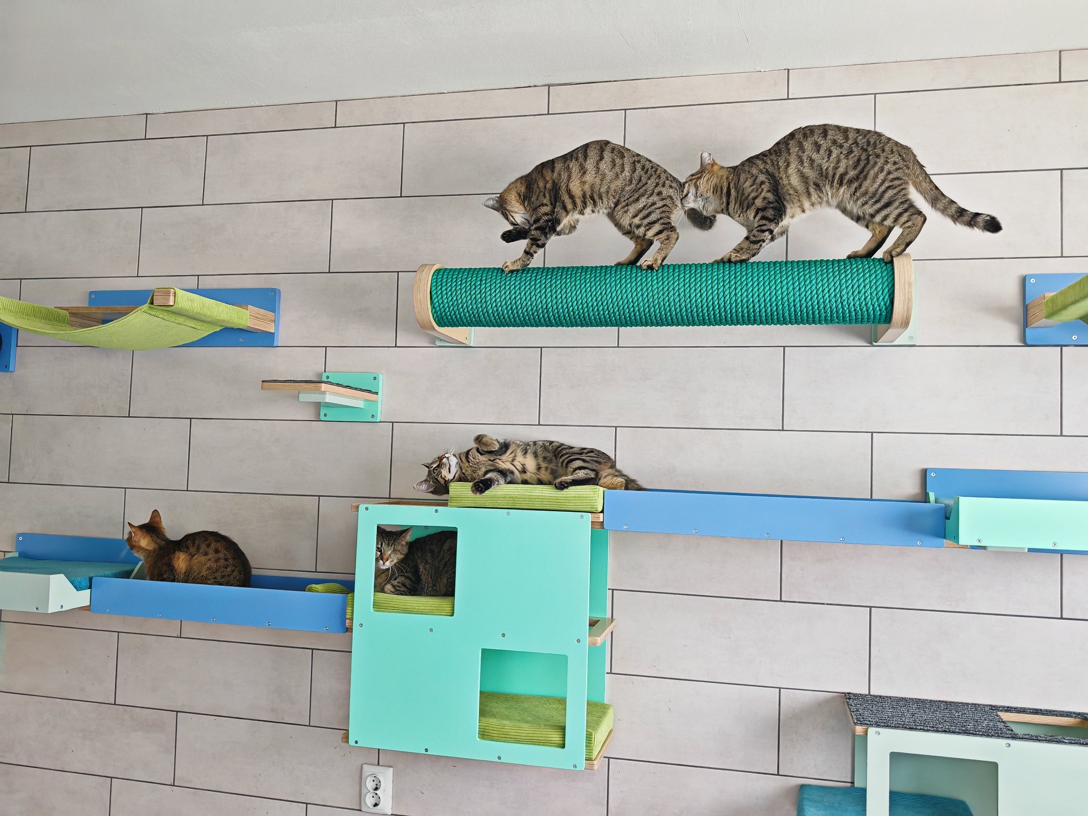 A cat scratching pole mounted horizontally on a tilled wall. There are two tabby cats standing on top of it, playing. It is wrapped with thick green rope that cats love to claw on. The rope is resistant and durable. The wooden base mounts have accents in granite, sort of a paler greenish color. The base wood is in natural birch. It is set in a cat shelter, among other wall mounted cat furniture. There is a tabby cat lying on a shelf beneath the scratching post. 