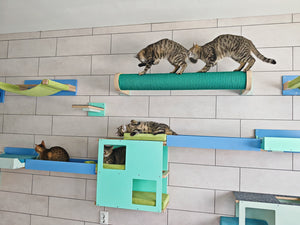 A cat scratching pole mounted horizontally on a tilled wall. There are two tabby cats standing on top of it, playing. It is wrapped with thick green rope that cats love to claw on. The rope is resistant and durable. The wooden base mounts have accents in granite, sort of a paler greenish color. The base wood is in natural birch. It is set in a cat shelter, among other wall mounted cat furniture. There is a tabby cat lying on a shelf beneath the scratching post. 