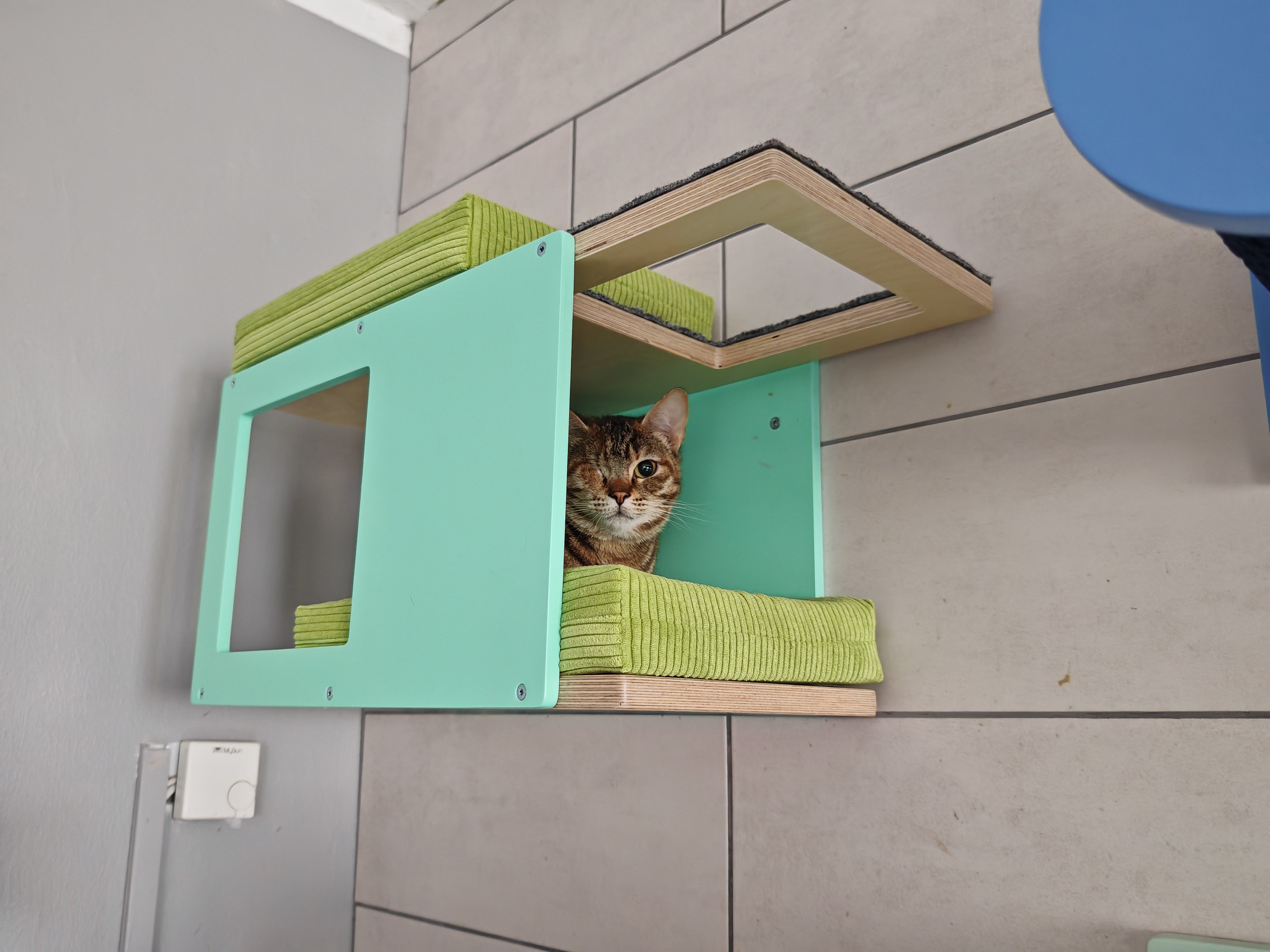 One eyed tabby cat is lying on a bright green cushion inside a wall mounted cat tunnel shelf. The cat shelf is mounted onto a tiled grey wall. The shelf is sturdy, made out of birch plywood. The front and back plates are mint colored, while the base top and bottom plates are in lacquered birch. The corner cat tunnel has one window and multiple entry points. There are 2 comfortable cushions, one on top, the other inside, both bright green corduroy