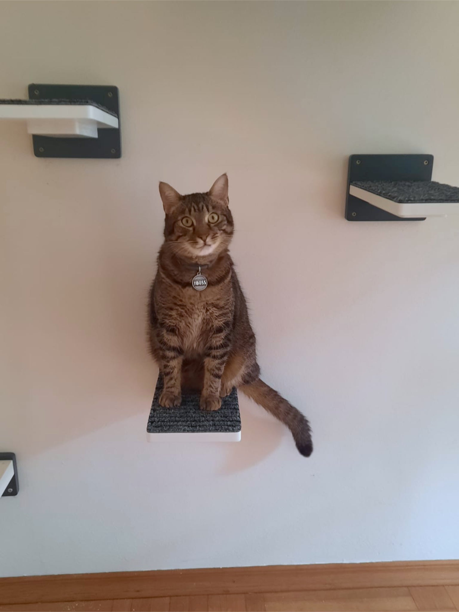 Cat Wall Shelf Bridge Bed Post Bundle - Cozy Apartment Bundle - Scratchy Things Premium Pet Furniture