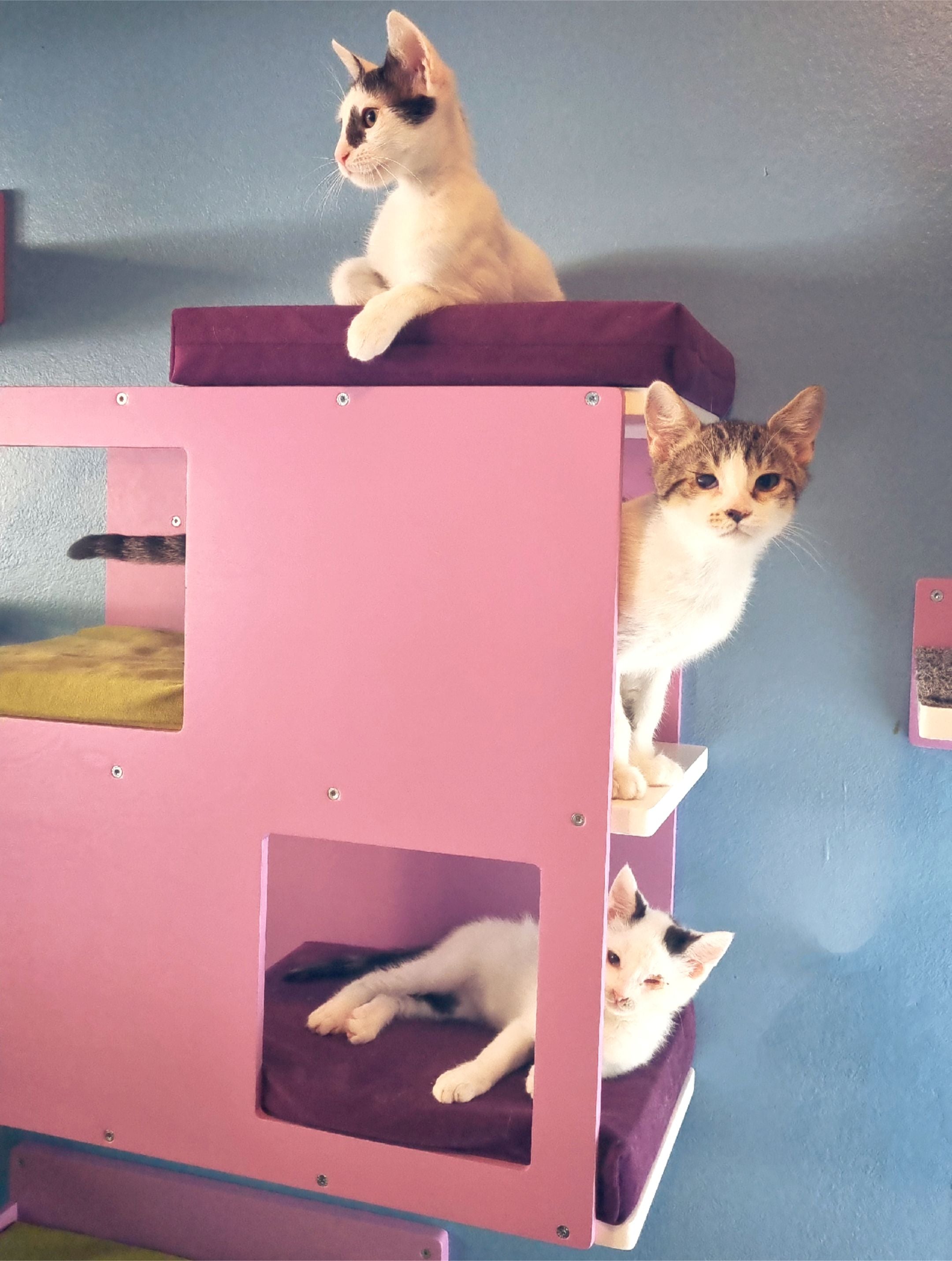 Cat Wall Shelf Bed - Wally Loft - Scratchy Things Premium Pet Furniture