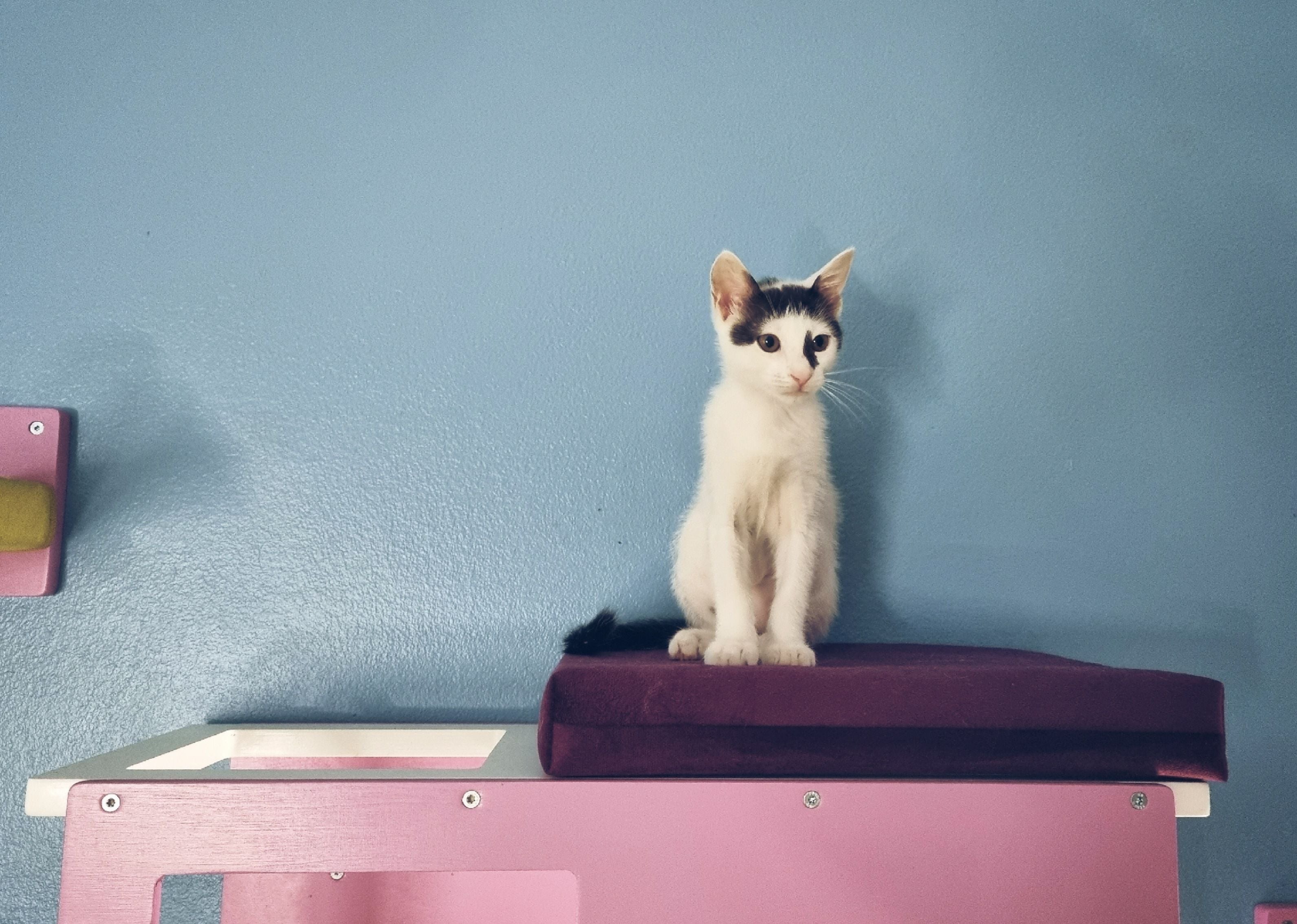 Cat Wall Shelf Bed - Wally Loft - Scratchy Things Premium Pet Furniture