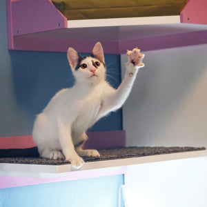 Cat Wall Shelf Step - Wally Flat - Scratchy Things Premium Pet Furniture