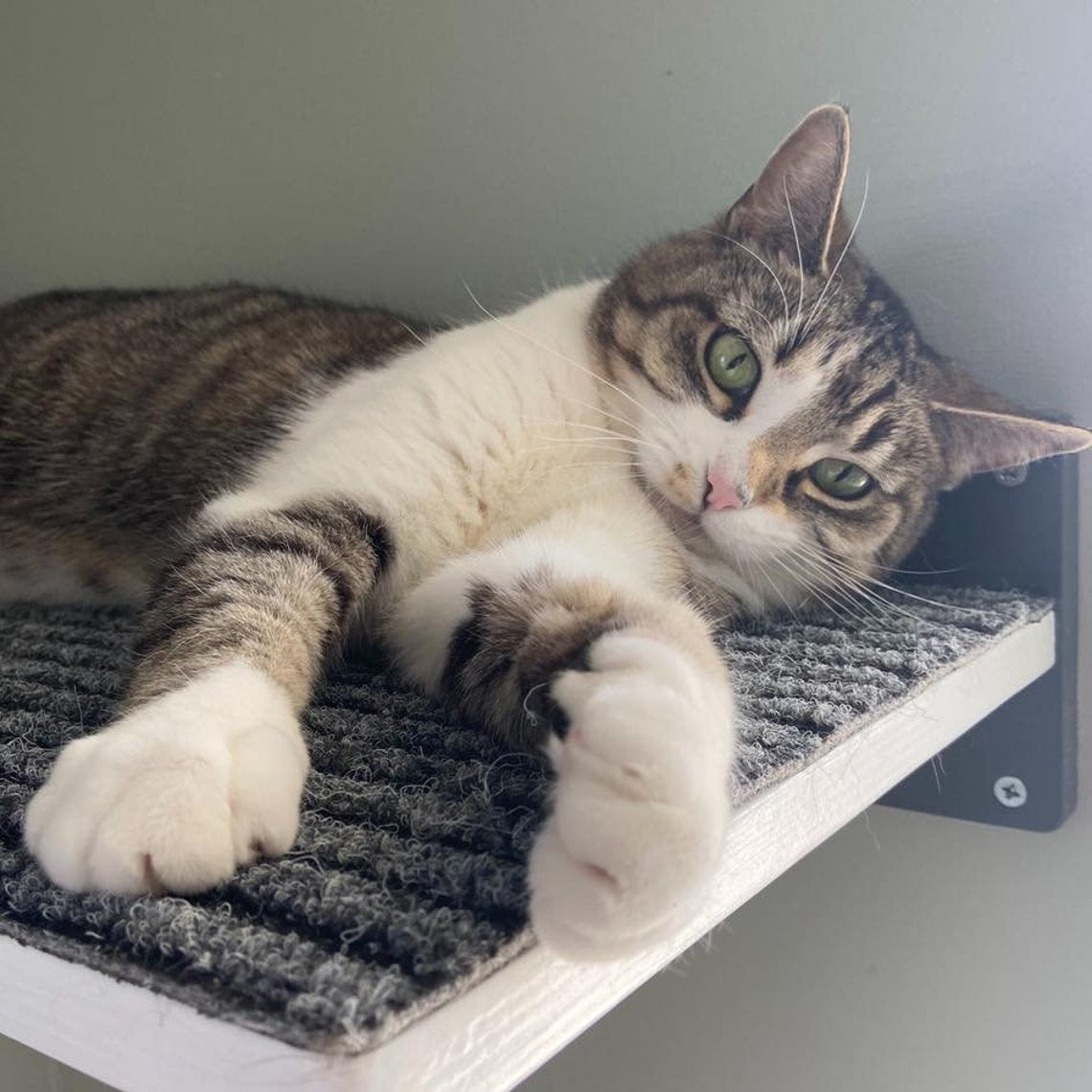 Big Cat Wall Shelf Corner Bed - Wally Wraparound Cat Shelf - Scratchy Things Premium Pet Furniture