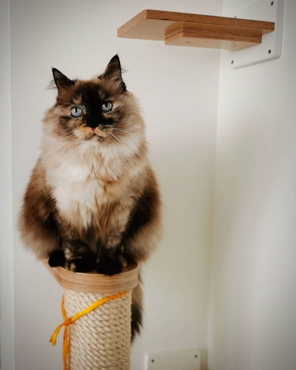 Cat Wall Scratching Pole Post Shelf - Wally Post - scratching pole - Scratchy Things Premium Pet Furniture