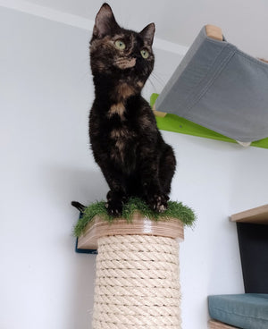 Cat Wall Scratching Pole Post Shelf - Wally Post - scratching pole - Scratchy Things Premium Pet Furniture