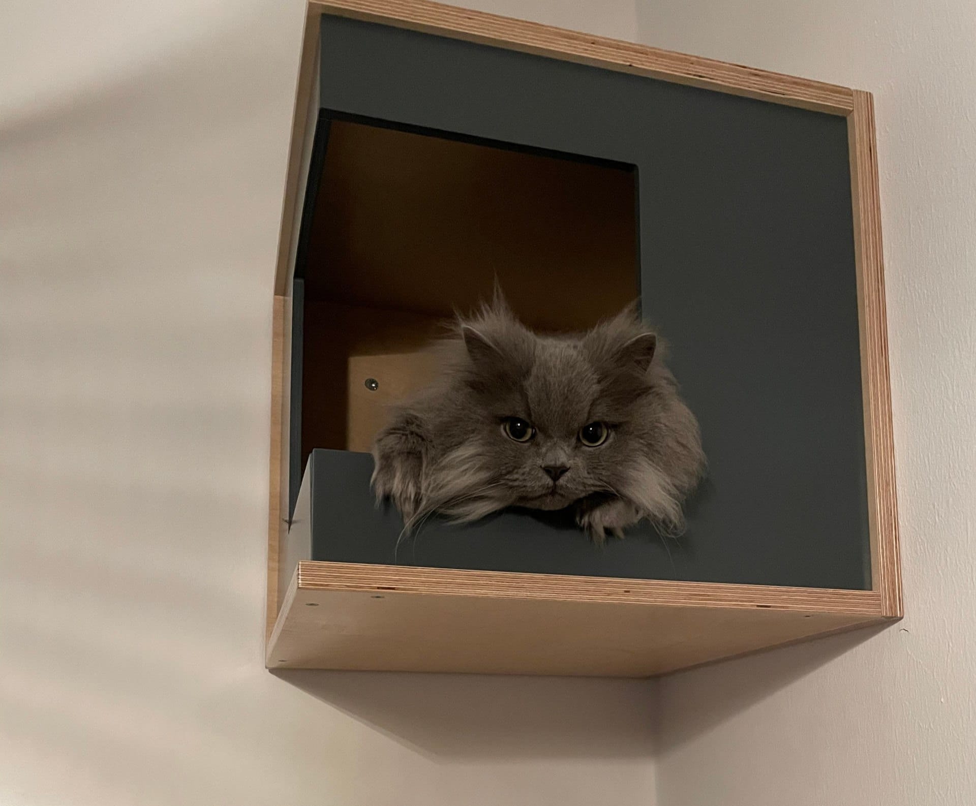 Cat Wall Shelf Bed Corner Box - Wally CornerBox - Scratchy Things Premium Pet Furniture