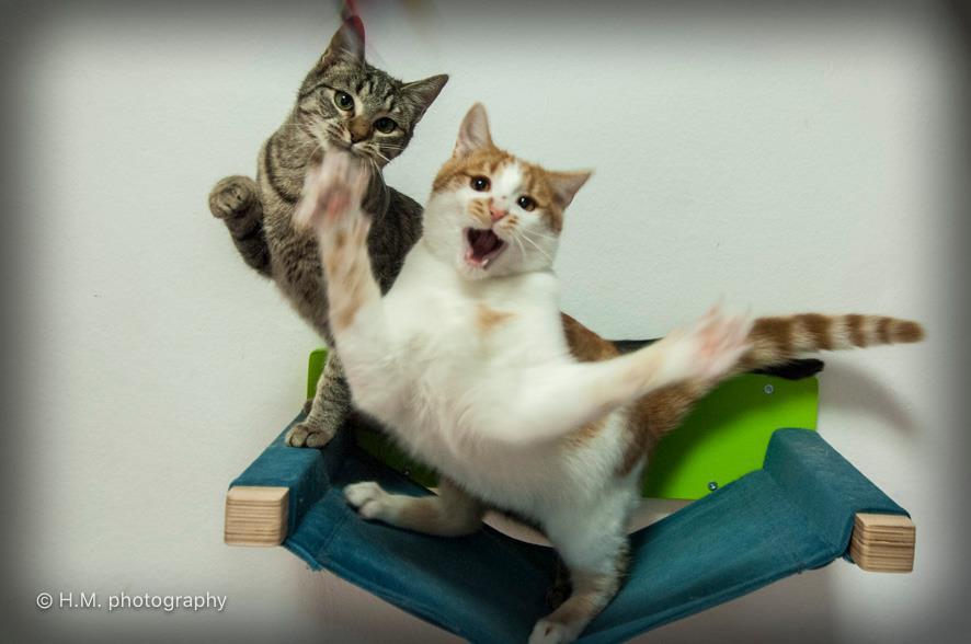 Cat Wall Shelf Bed Hammock - Wally Cot - Scratchy Things Premium Pet Furniture