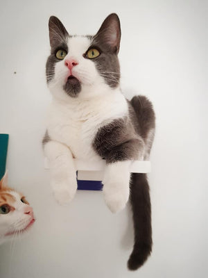 Car Wall Step Shelf - Wally 1-Step - Scratchy Things Premium Pet Furniture