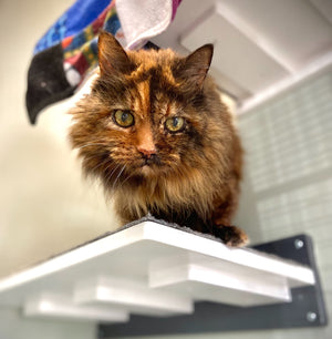 Cat Wall Shelf Step - Wally Flat - Scratchy Things Premium Pet Furniture