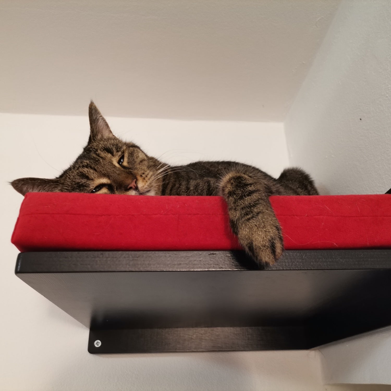 Cat Wall Shelf Bed Corner - Wally Corner - Scratchy Things Premium Pet Furniture