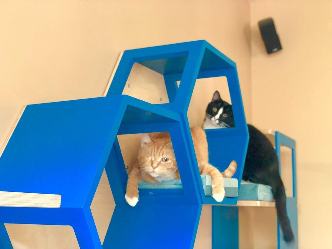 Cat Wall Shelf Hexagonal Bed Bundle - Wally Hex 25 2-pack - Scratchy Things Premium Pet Furniture