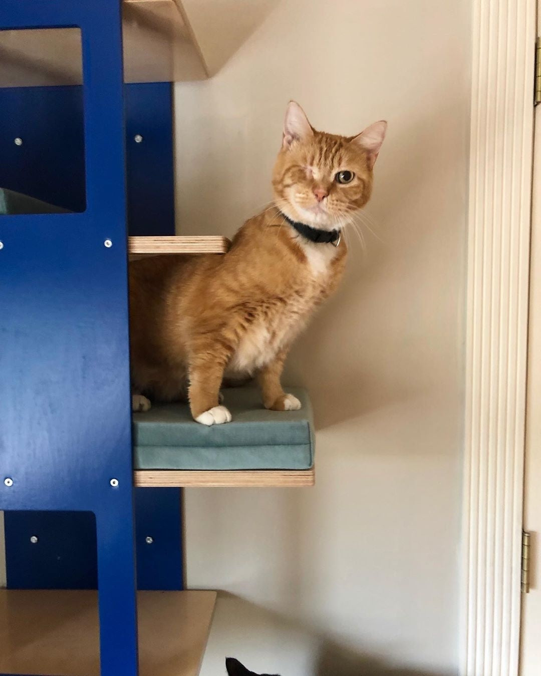 Cat Wall Shelf Bed - Wally Stacker - Scratchy Things Premium Pet Furniture