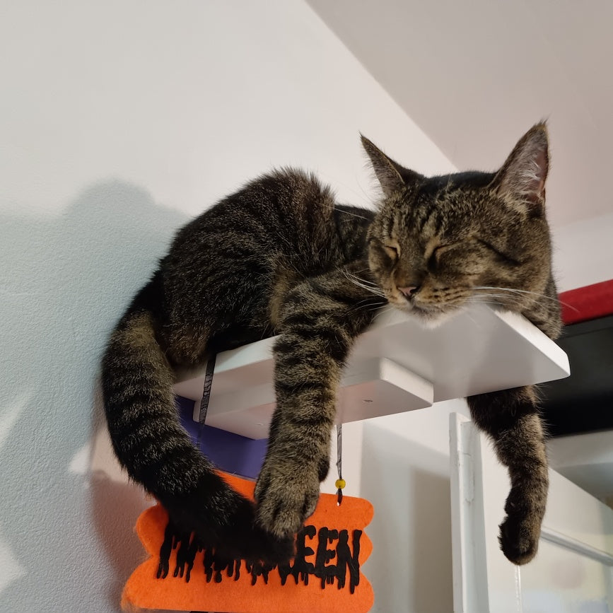 Car Wall Step Shelf - Wally 1-Step - Scratchy Things Premium Pet Furniture