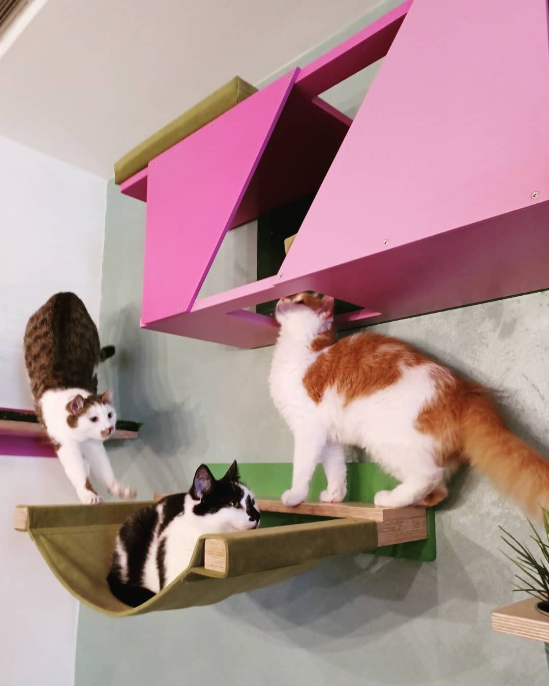 Cat Wall Shelf Bed Hammock - Wally ComboCot - Scratchy Things Premium Pet Furniture