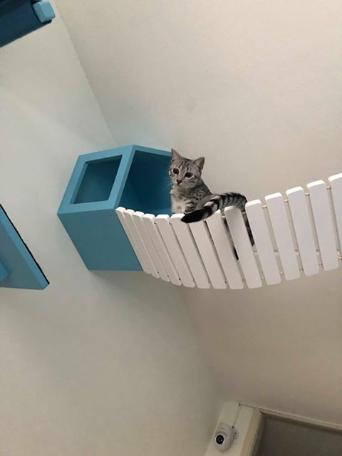 Cat Wall Bridge Shelf Step - Wally Bridge - Scratchy Things Premium Pet Furniture