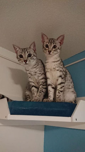 Cat Wall Shelf Bed Corner - Wally Corner Plus - Scratchy Things Premium Pet Furniture