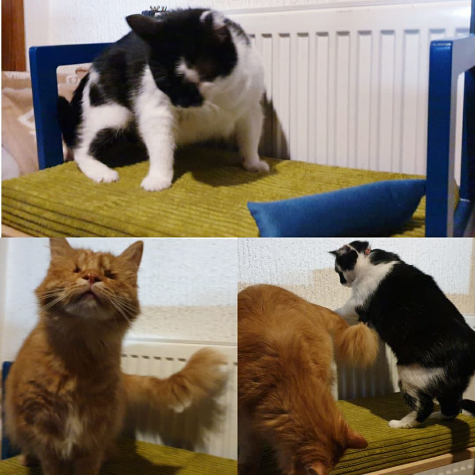 Cat Radiator Bed Hammock - Toasty BigCat Flat - Scratchy Things Premium Pet Furniture