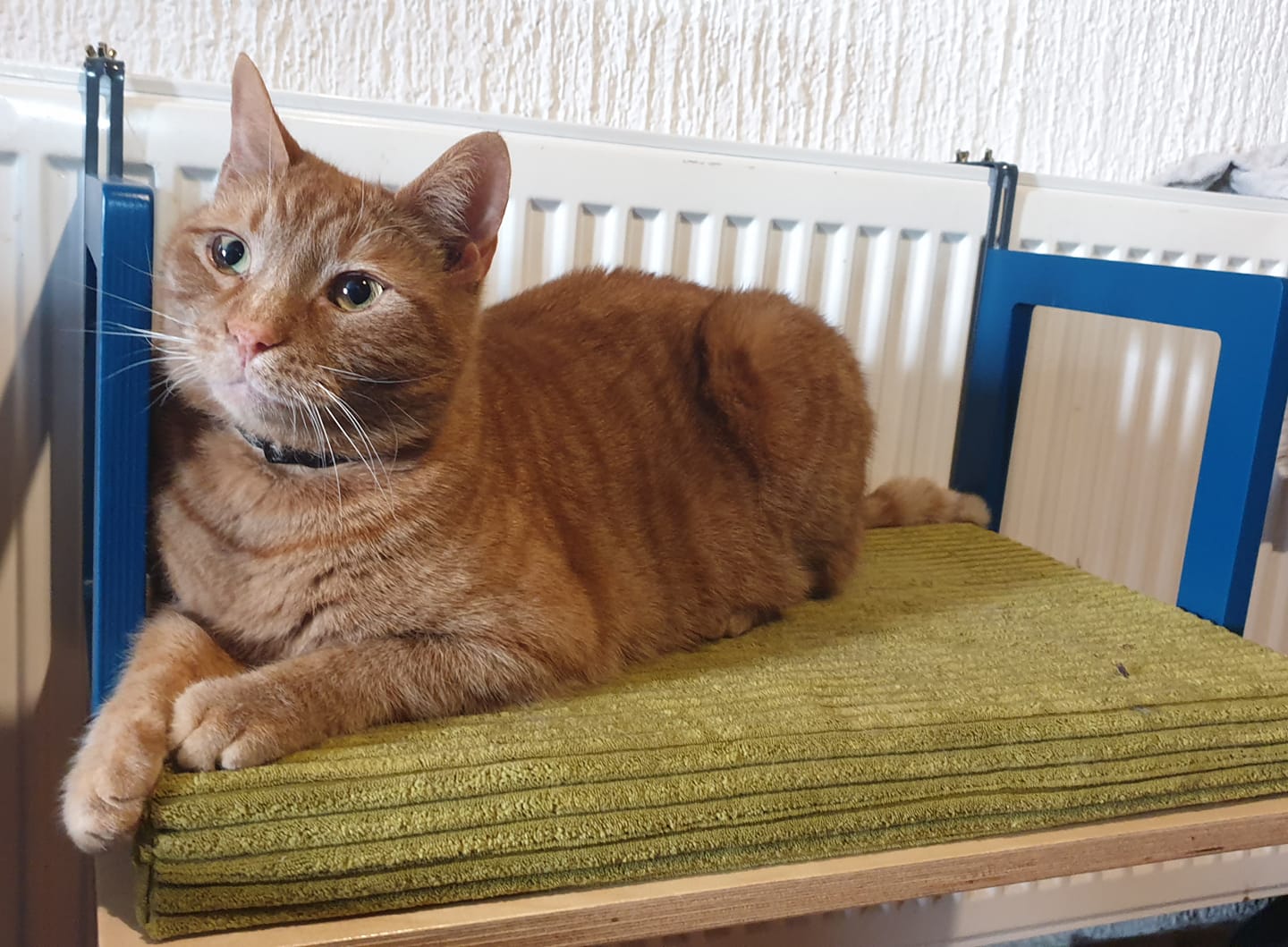 Cat Radiator Bed Hammock - Toasty BigCat Flat - Scratchy Things Premium Pet Furniture