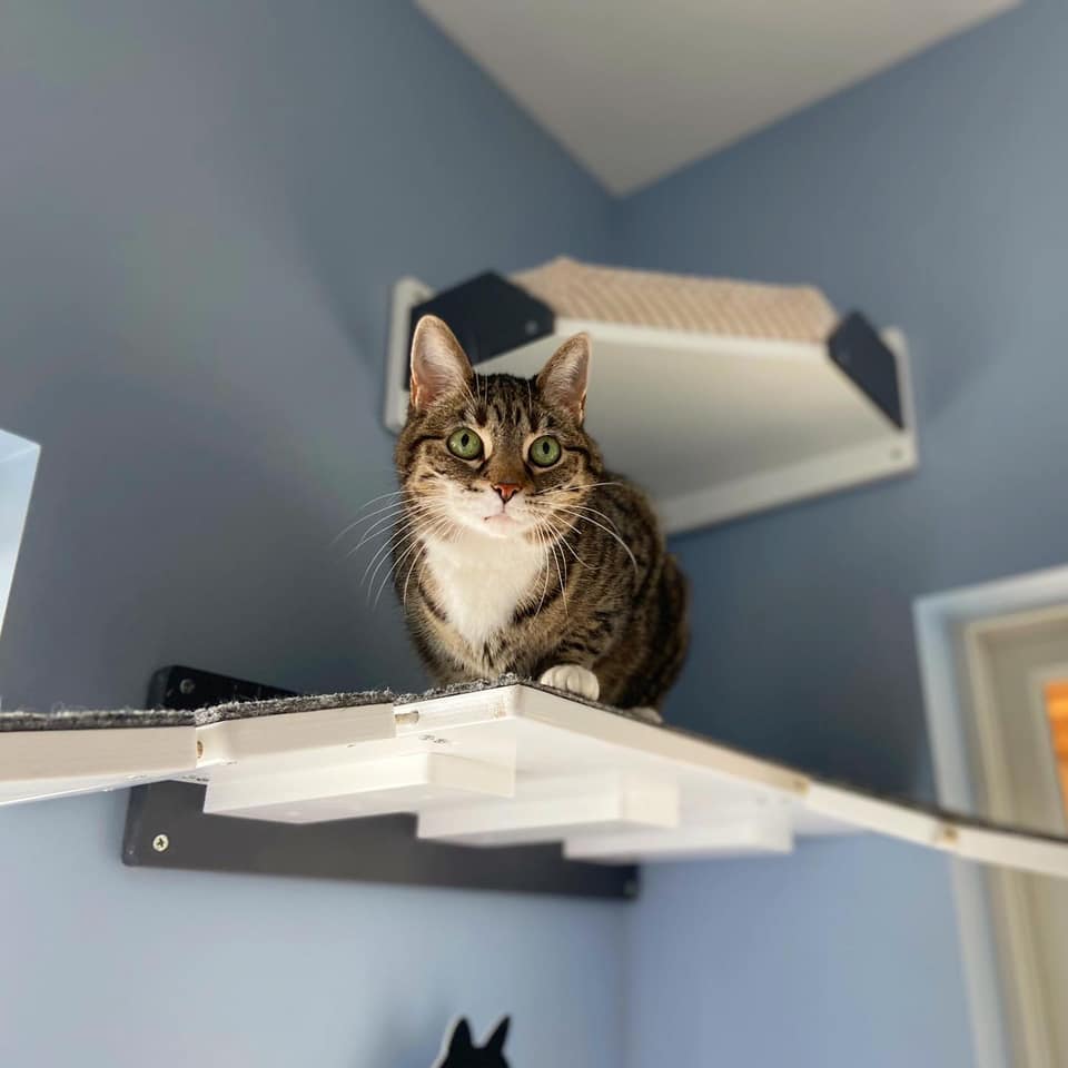 Big Cat Wall Shelf Step - Wally BigCat Flat - Scratchy Things Premium Pet Furniture