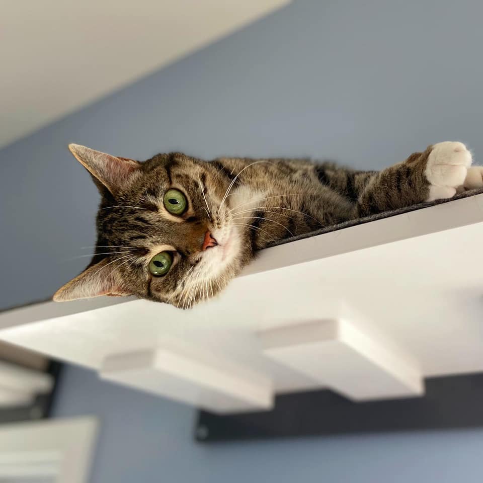 Big Cat Wall Shelf Step - Wally BigCat Flat - Scratchy Things Premium Pet Furniture