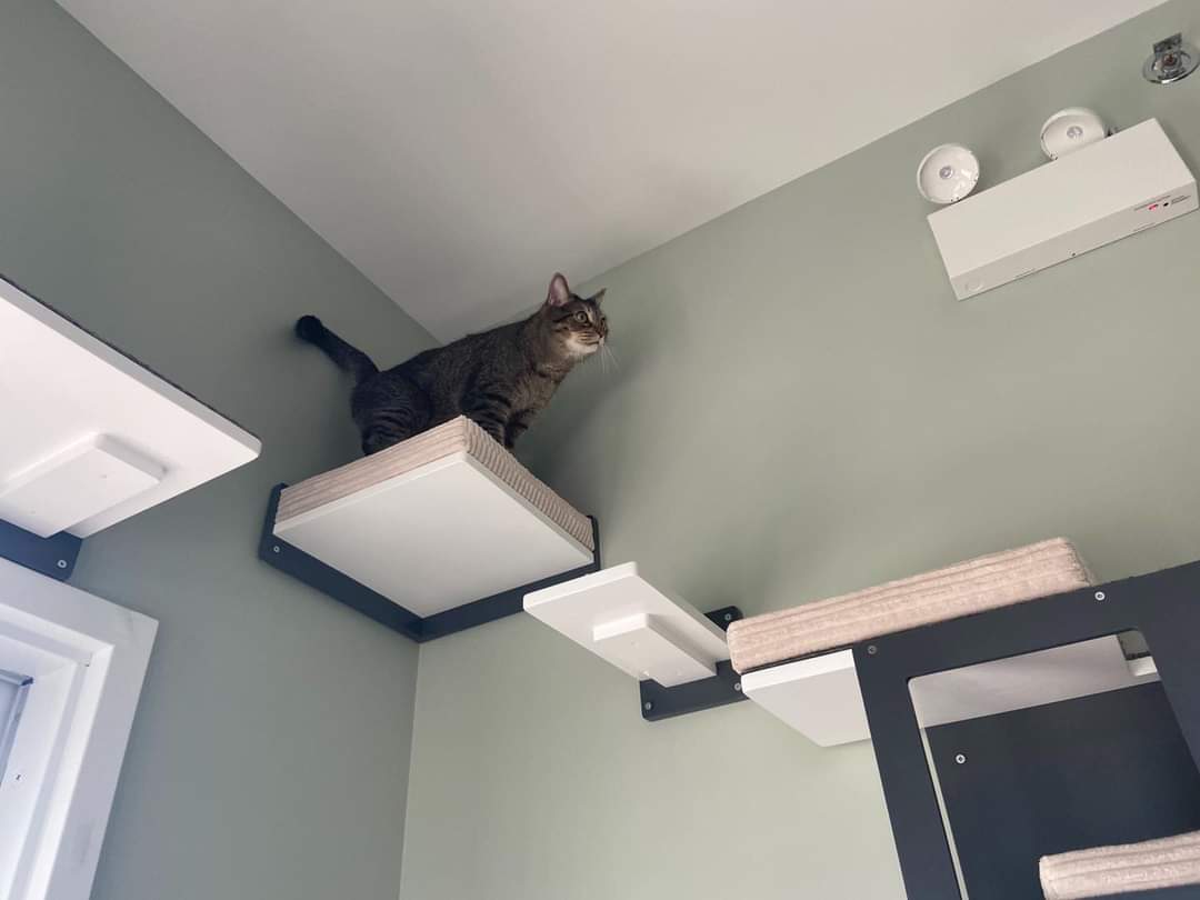 Cat Wall Shelf Bed Corner - Wally Corner - Scratchy Things Premium Pet Furniture