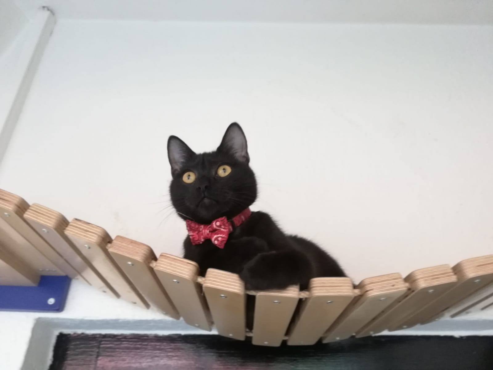 Cat Wall Bridge Shelf Step - Wally Bridge - Scratchy Things Premium Pet Furniture