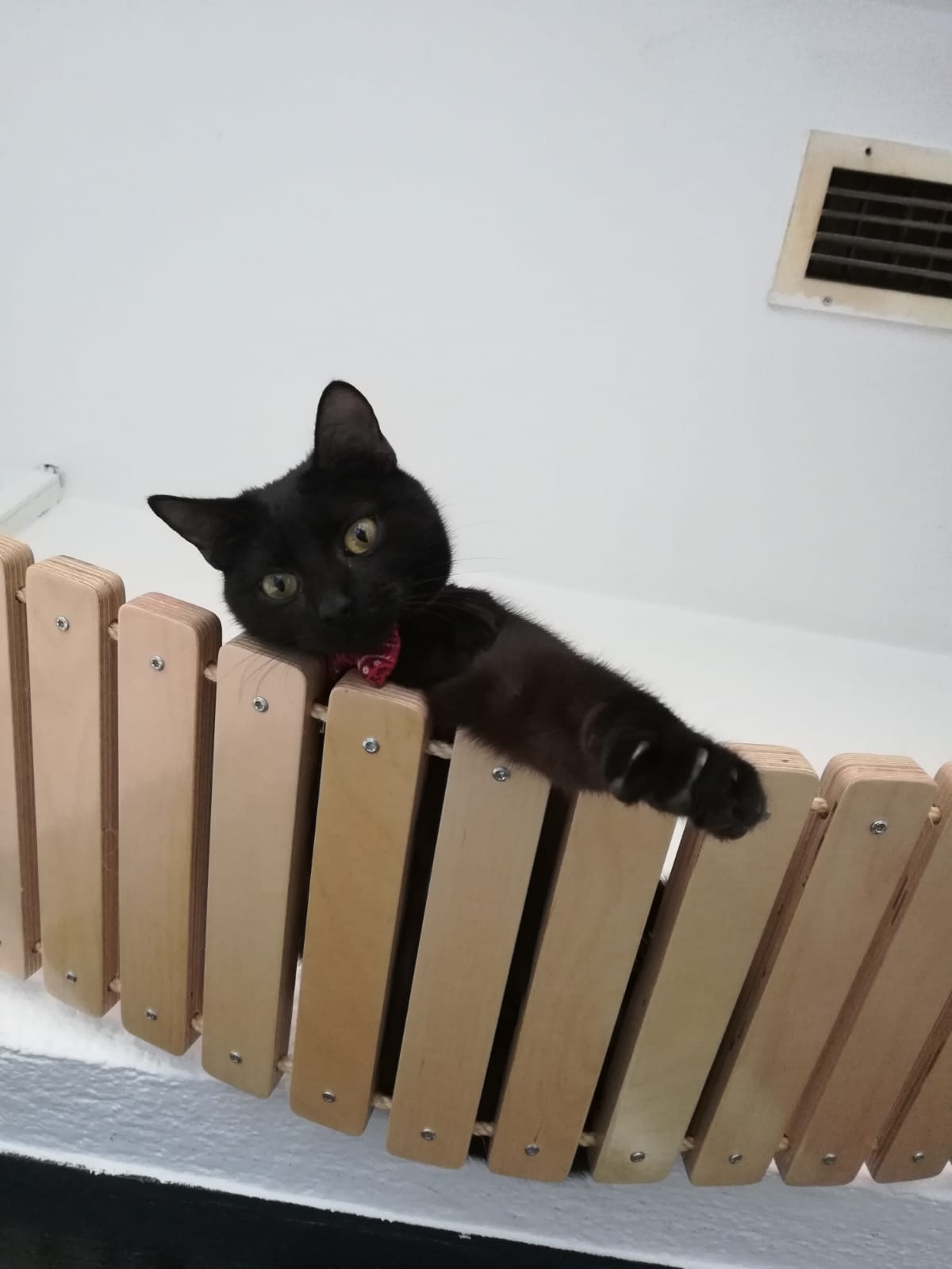 Cat Wall Bridge Shelf Step - Wally Bridge - Scratchy Things Premium Pet Furniture