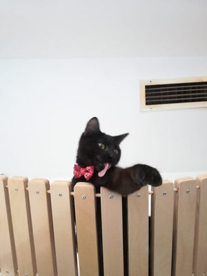 Cat Wall Bridge Shelf Step - Wally Bridge - Scratchy Things Premium Pet Furniture