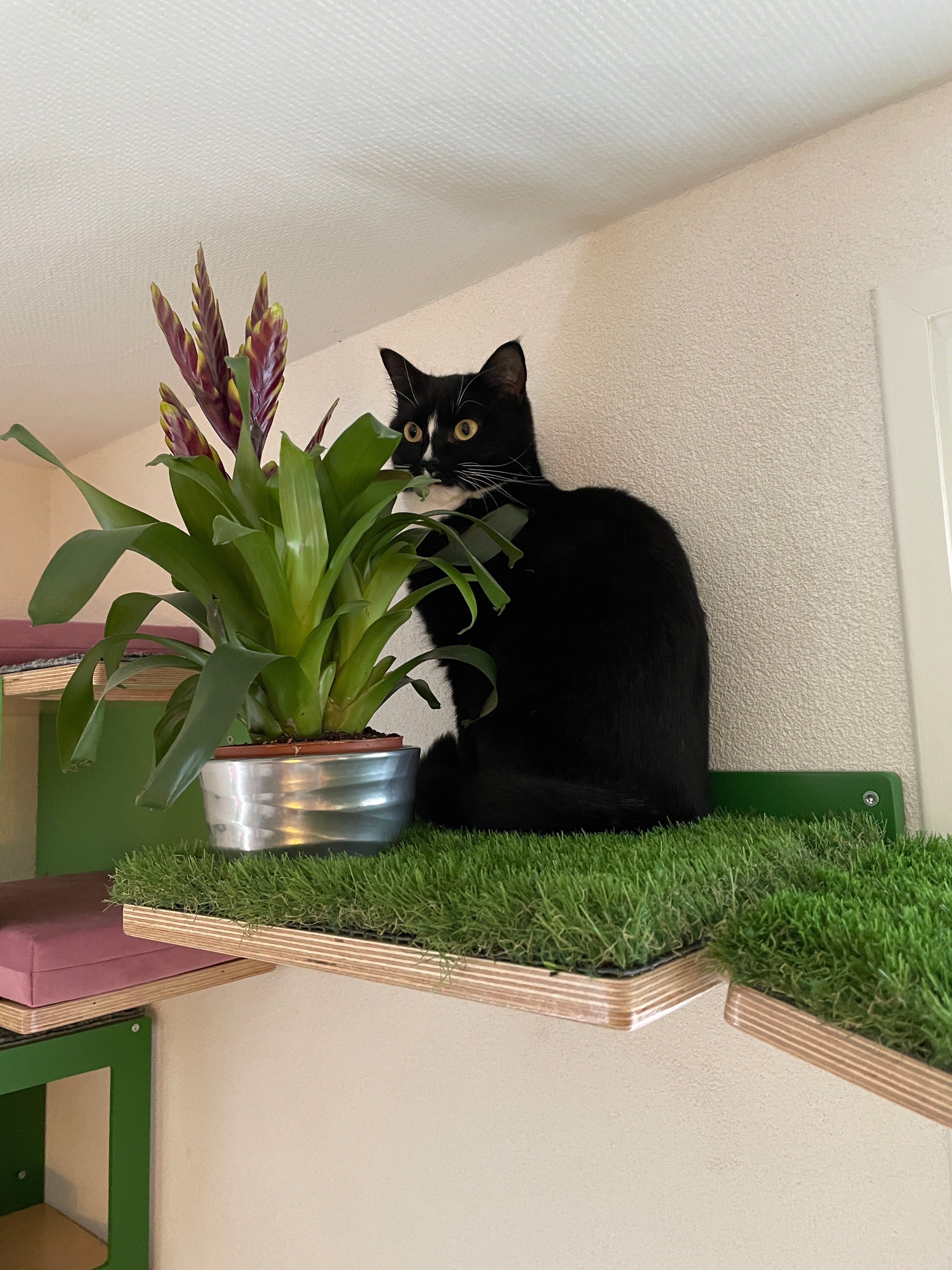 Cat Bridge Shelf Step Wide - Wally WideBridge (Flat - Flat mount) - Scratchy Things Premium Pet Furniture