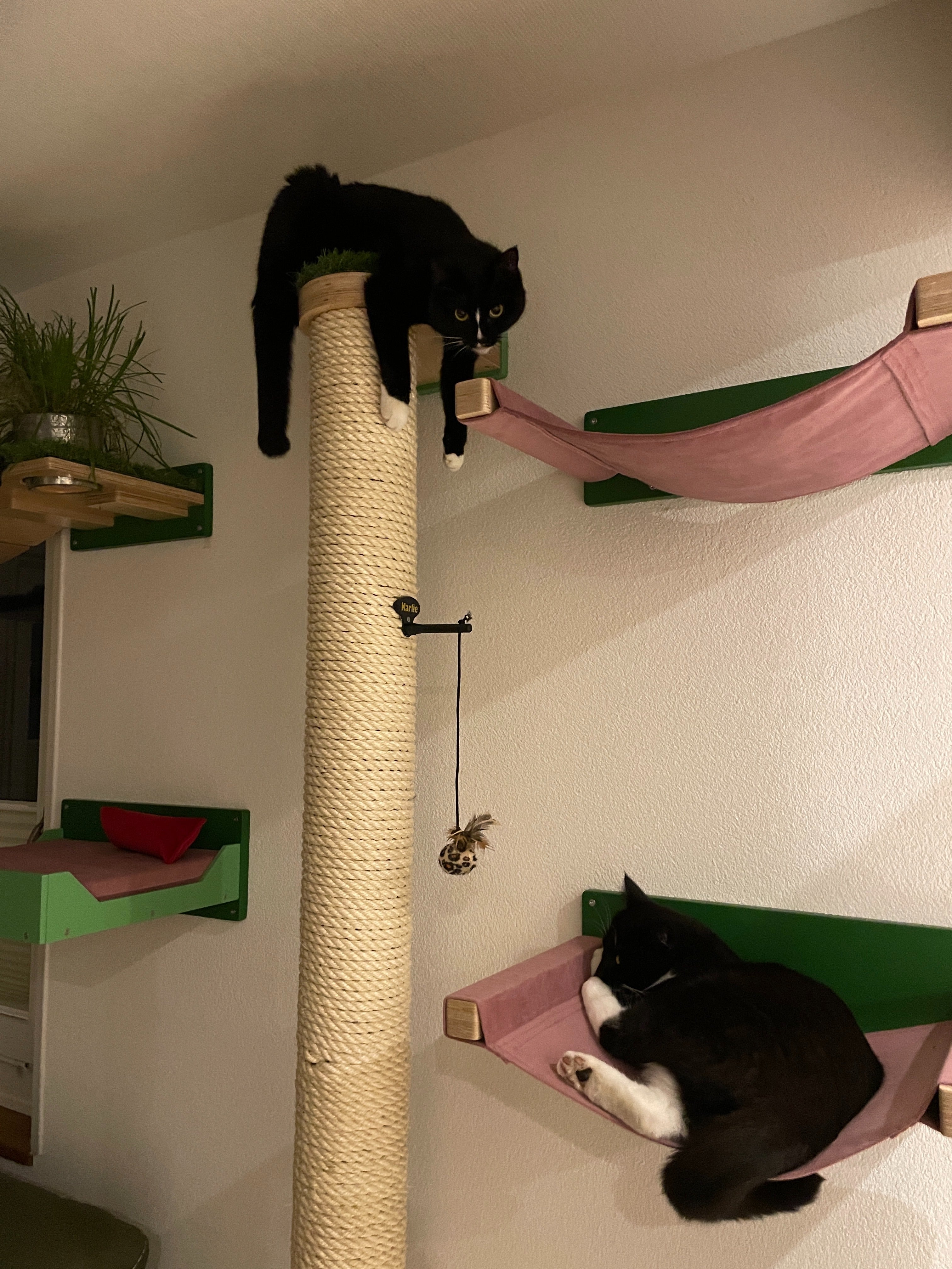 Cat Wall Scratching Pole Post Shelf - Mounty Post - Scratchy Things Premium Pet Furniture