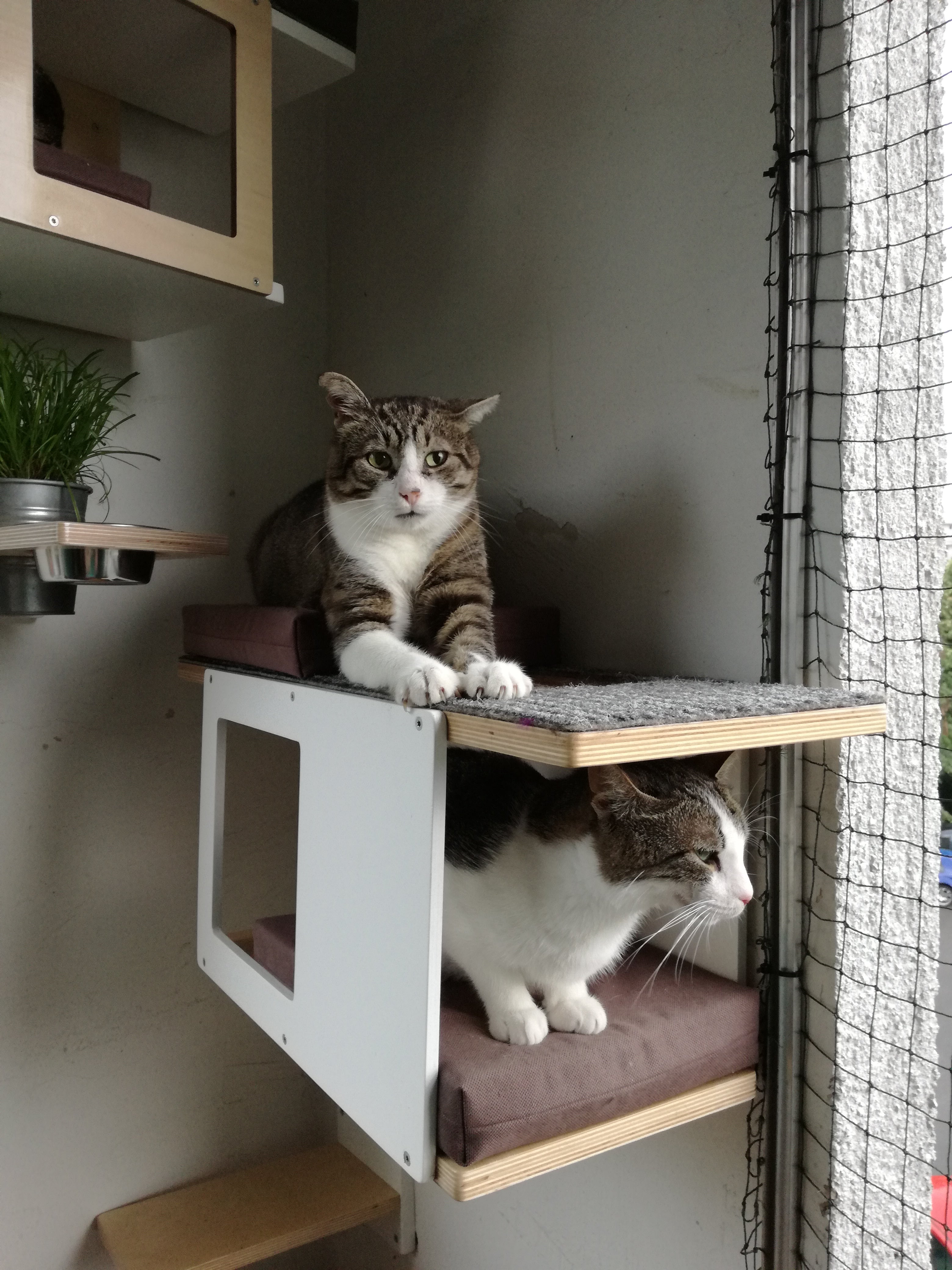 Cat Wall Shelf Bed - Wally Tunnel Mini - Scratchy Things Premium Pet Furniture