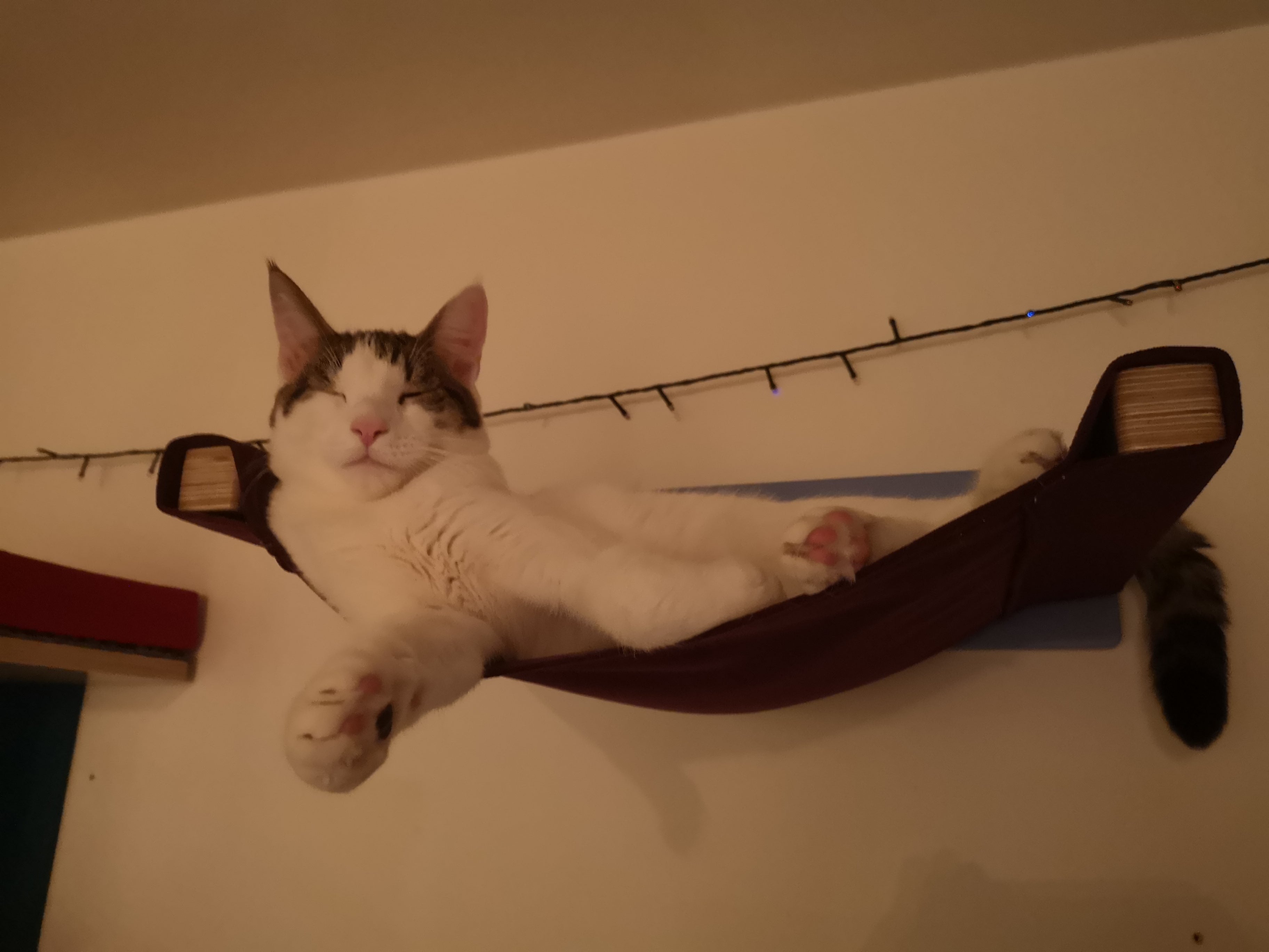 Cat Wall Shelf Bed Hammock - Wally Cot - Scratchy Things Premium Pet Furniture