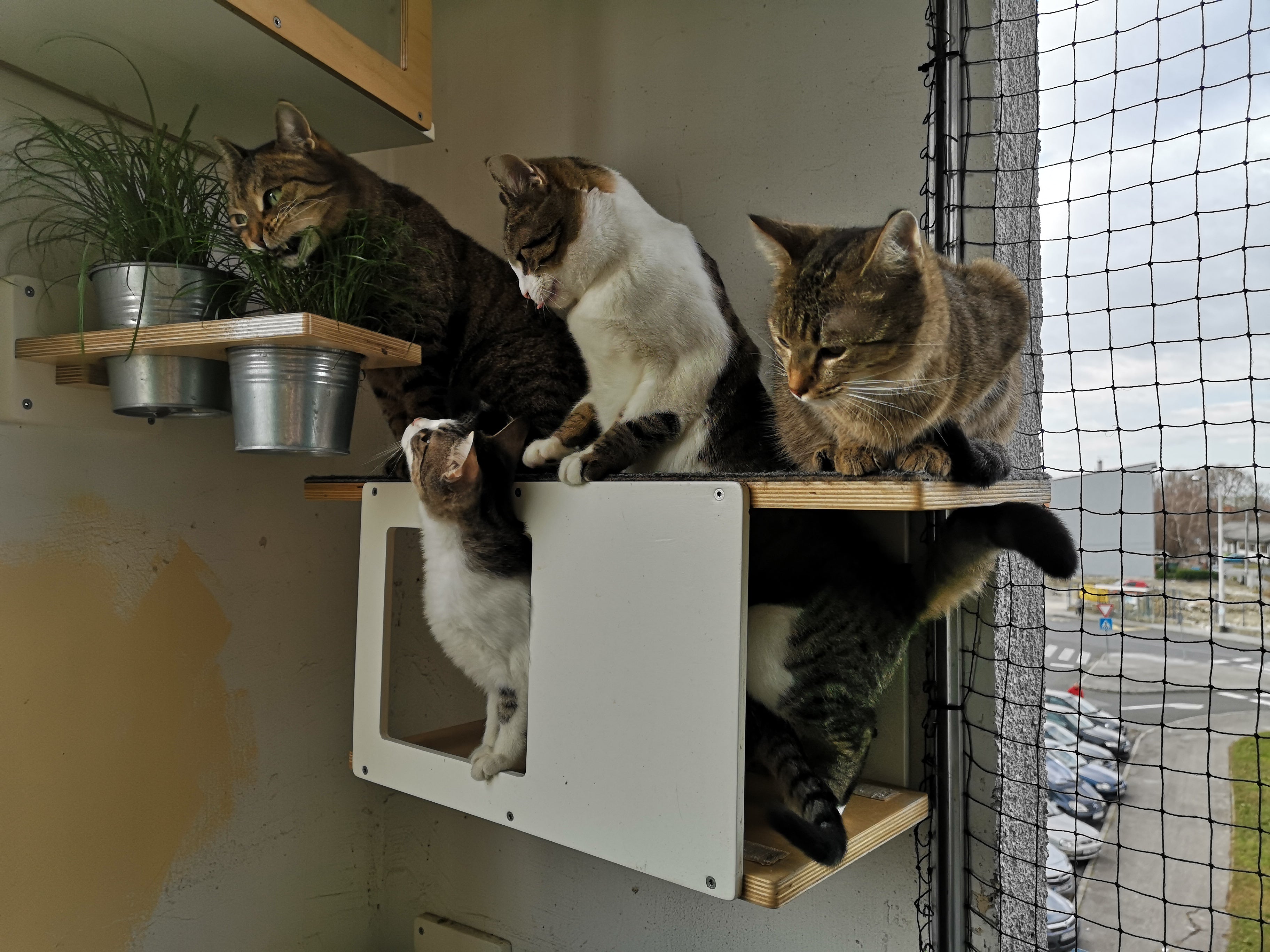 Cat Wall Shelf Bed - Wally Tunnel Mini - Scratchy Things Premium Pet Furniture