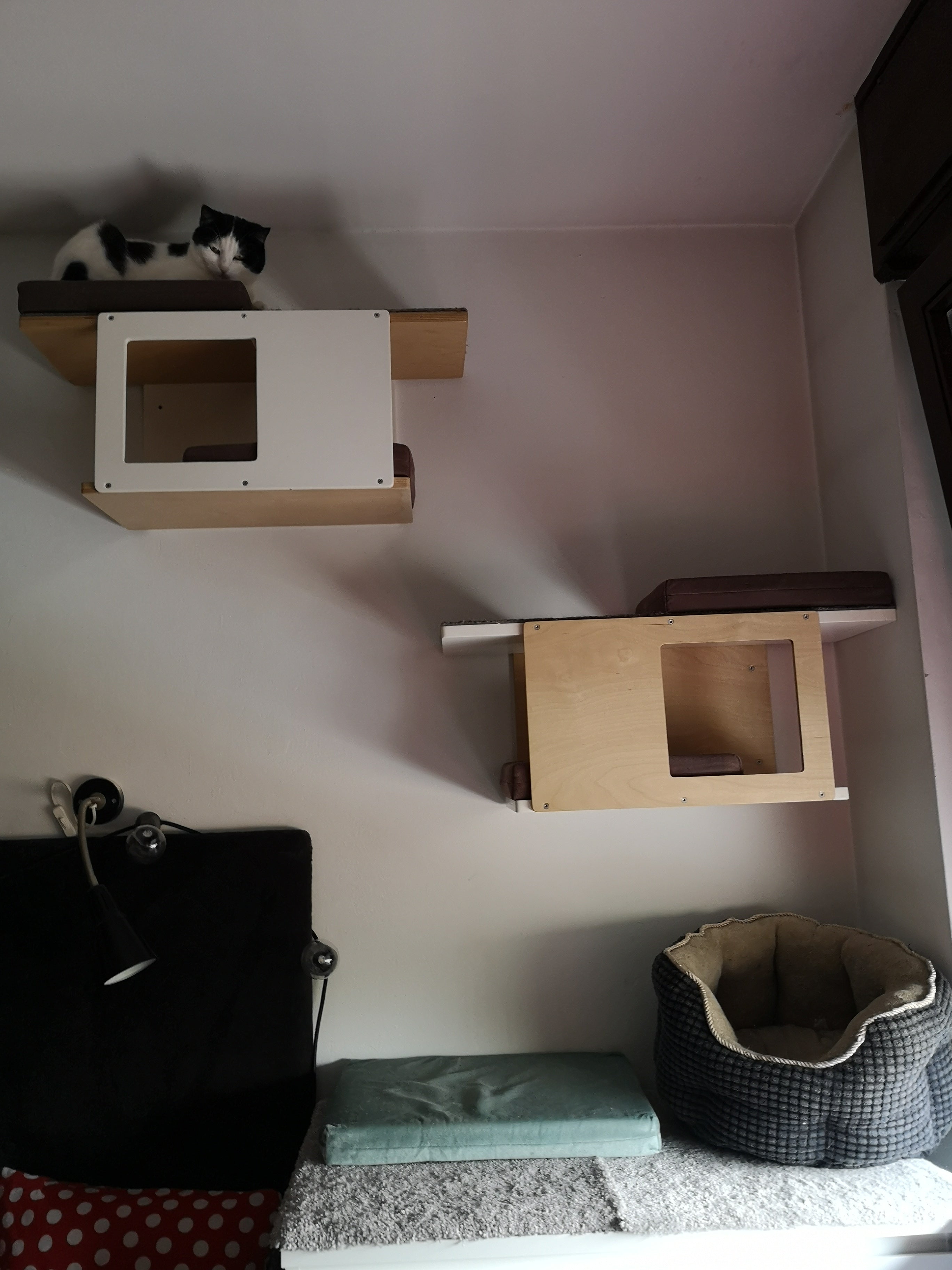 Cat Wall Shelf Bed - Wally Tunnel Mini - Scratchy Things Premium Pet Furniture