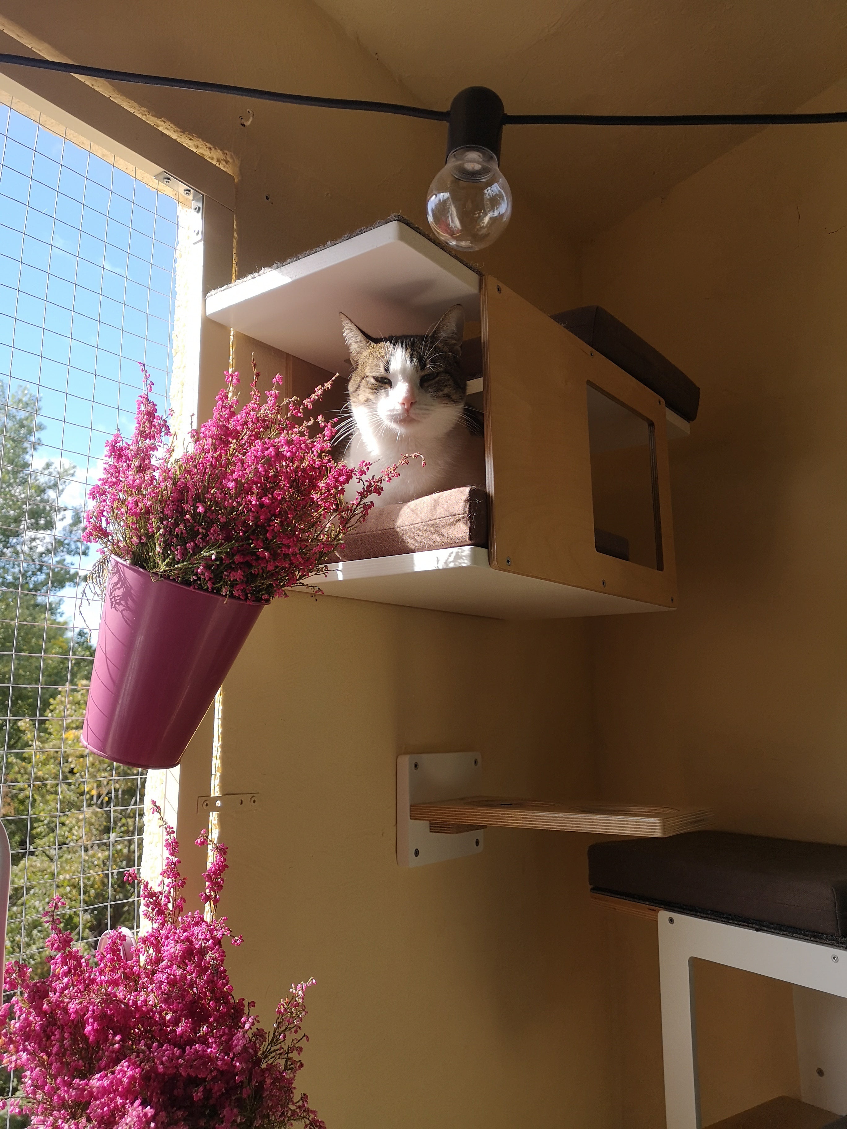 Cat Wall Shelf Bed - Wally Tunnel Mini - Scratchy Things Premium Pet Furniture