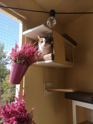 Cat Wall Shelf Bed - Wally Tunnel Mini - Scratchy Things Premium Pet Furniture