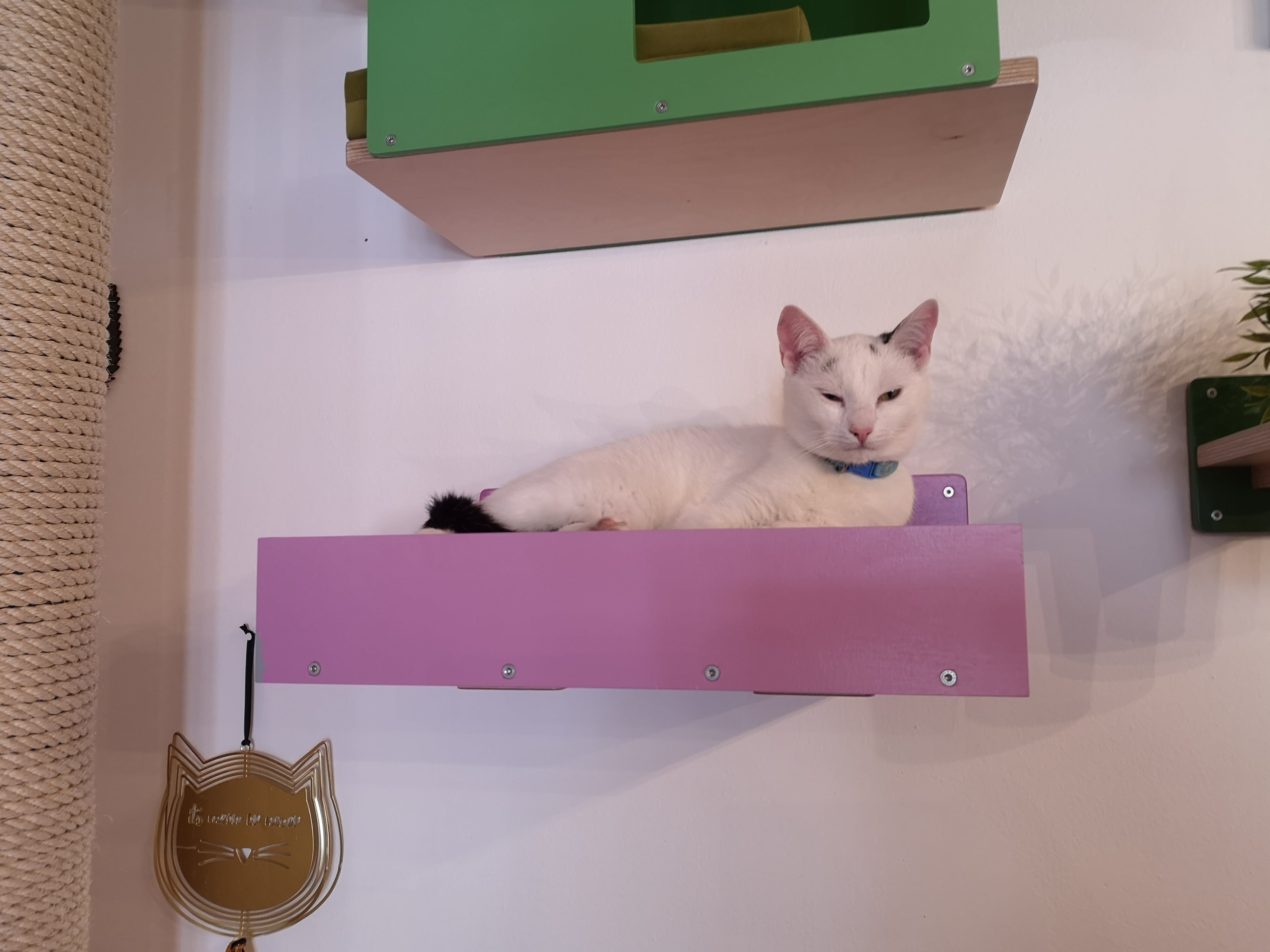 Big Cat Wall Shelf Bed - Wally BigCat Flat Plus - Scratchy Things Premium Pet Furniture