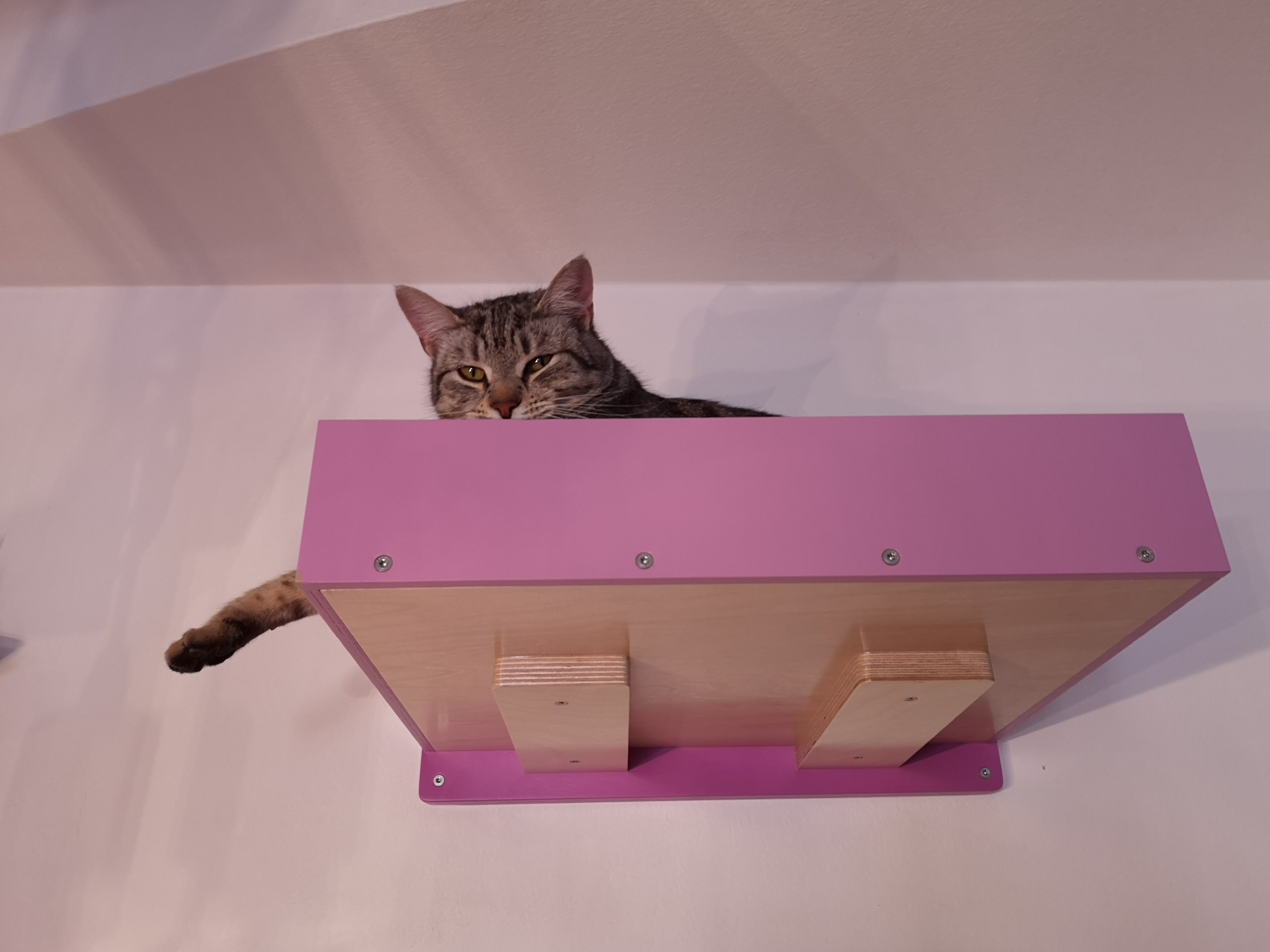 Big Cat Wall Shelf Bed - Wally BigCat Flat Plus - Scratchy Things Premium Pet Furniture